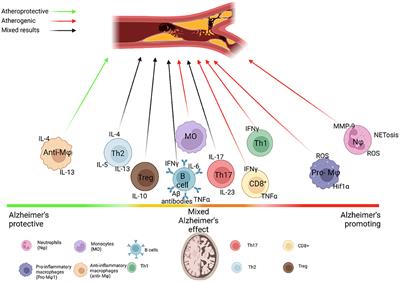 Immune Response at the Crossroads of Atherosclerosis and Alzheimer's Disease